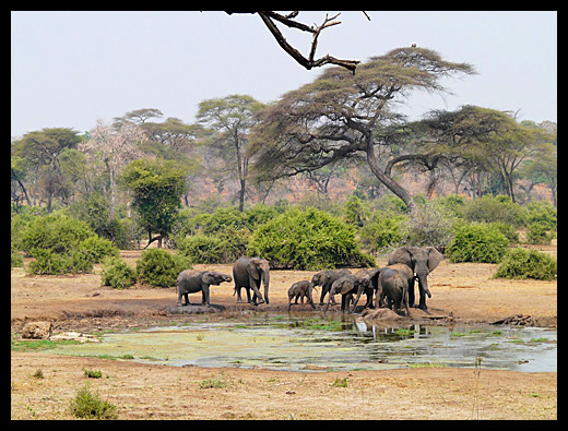 elephant